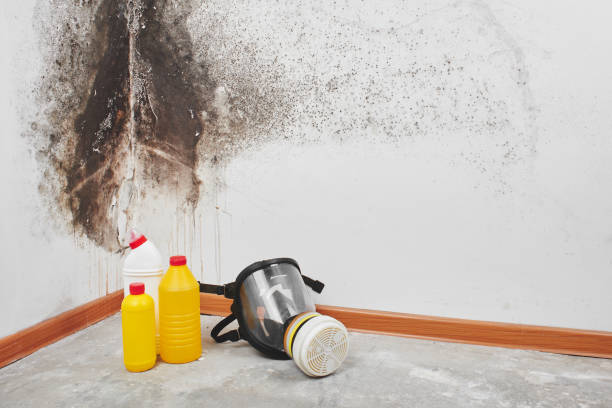 Best Attic Mold Removal  in Port Charlotte, FL