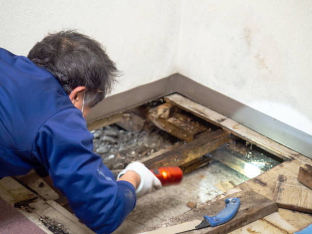 Best Certified Mold Removal  in Port Charlotte, FL