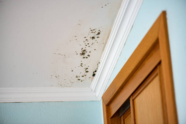 Trusted Port Charlotte, FL Mold Removal Experts