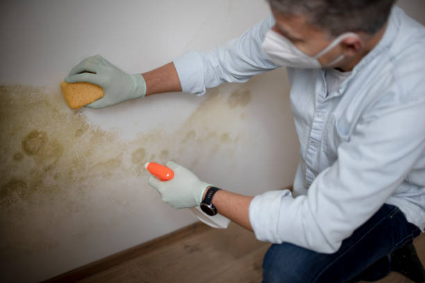 Certified Mold Removal in Port Charlotte, FL