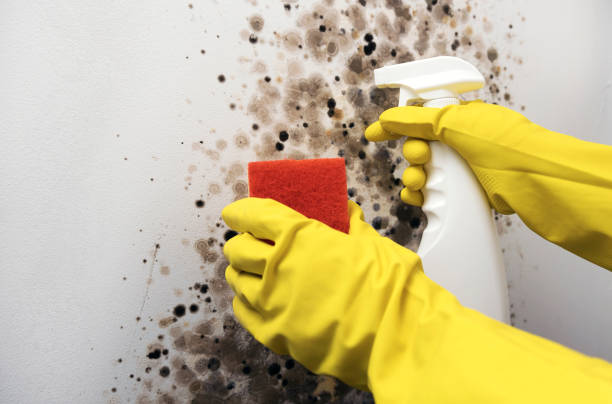 Best Mold Damage Repair  in Port Charlotte, FL